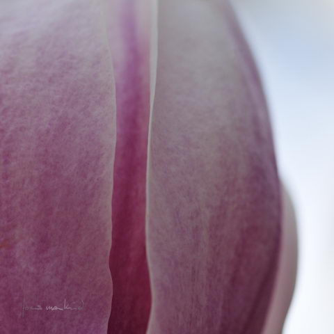 Magnolia_1